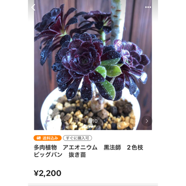 多肉植物　⭐︎専用⭐︎黒法師　2色枝　ビッグバン　抜き苗  黒法師　カット4本 ハンドメイドのフラワー/ガーデン(その他)の商品写真