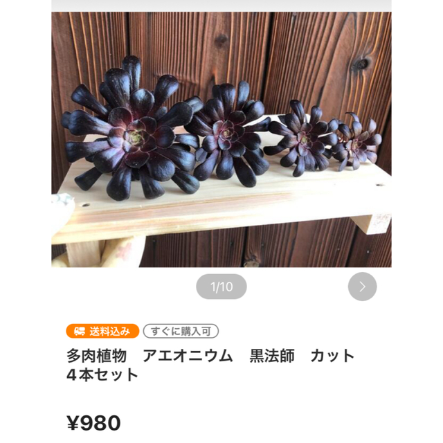 多肉植物　⭐︎専用⭐︎黒法師　2色枝　ビッグバン　抜き苗  黒法師　カット4本 ハンドメイドのフラワー/ガーデン(その他)の商品写真