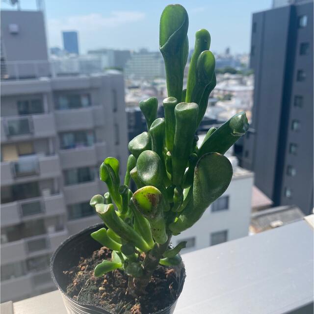 多肉植物　ゴーラム　抜き苗