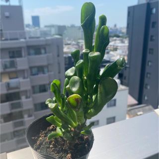 多肉植物　ゴーラム　抜き苗(その他)
