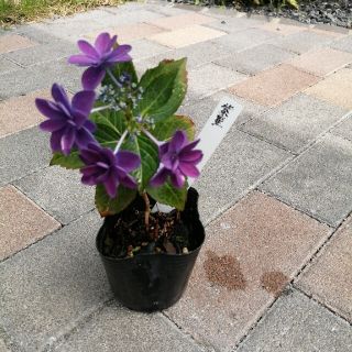 紫陽花　苗　紫星　しせい　あじさい　アジサイ(その他)