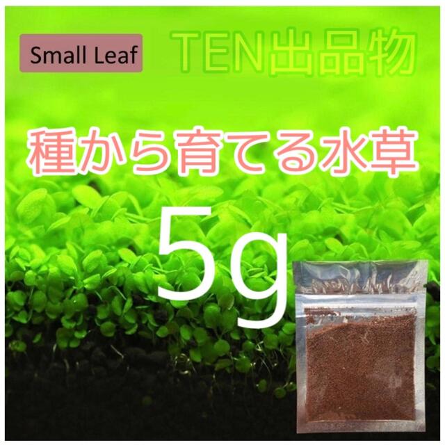 種から育てる水草　30㎝水槽用 その他のペット用品(アクアリウム)の商品写真