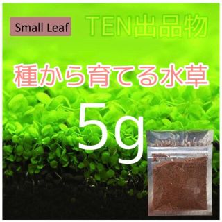 種から育てる水草　30㎝水槽用(アクアリウム)