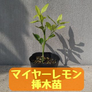 マイヤーレモン　挿し木苗③(その他)