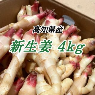 新生姜 4kg(野菜)