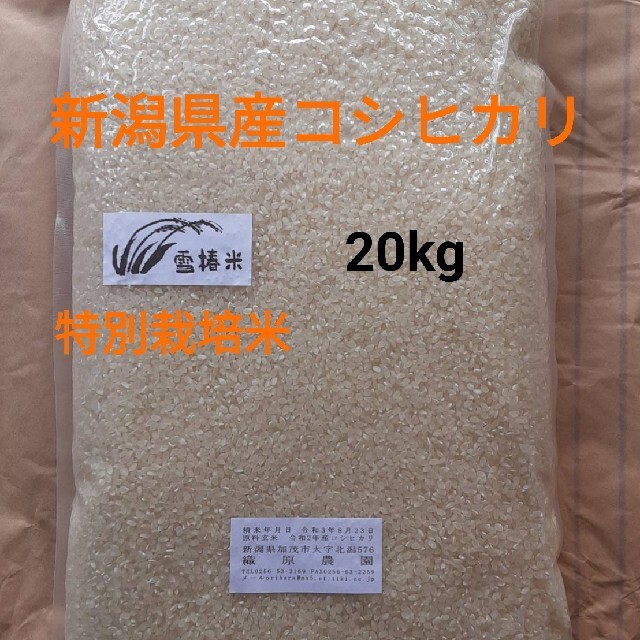 特別栽培米新潟県産コシヒカリ20k　米/穀物