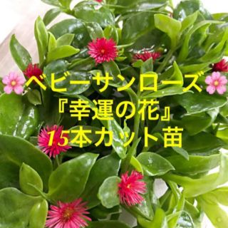 多肉植物　ベビーサンローズ『幸運の花』１５本カット苗　初心者向け(その他)