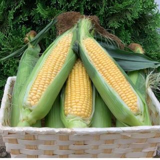 生でも食べられるフルーツとうもろこし(少し小さめサイズ)(野菜)