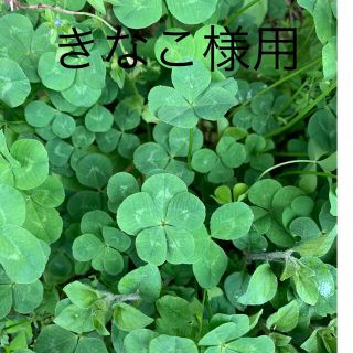きなこ様用　松山敦子さん生地(生地/糸)
