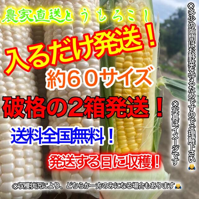 農家直送とうもろこし約６０サイズ2箱入るだけ発送！破格！大特価！残りわずか！ 食品/飲料/酒の食品(野菜)の商品写真