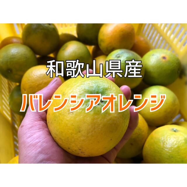 【限定5箱】国産バレンシアオレンジ 食品/飲料/酒の食品(フルーツ)の商品写真