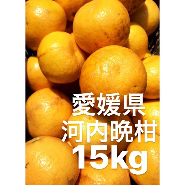愛媛県産　河内晩柑　宇和ゴールド　柑橘　15kg 食品/飲料/酒の食品(フルーツ)の商品写真