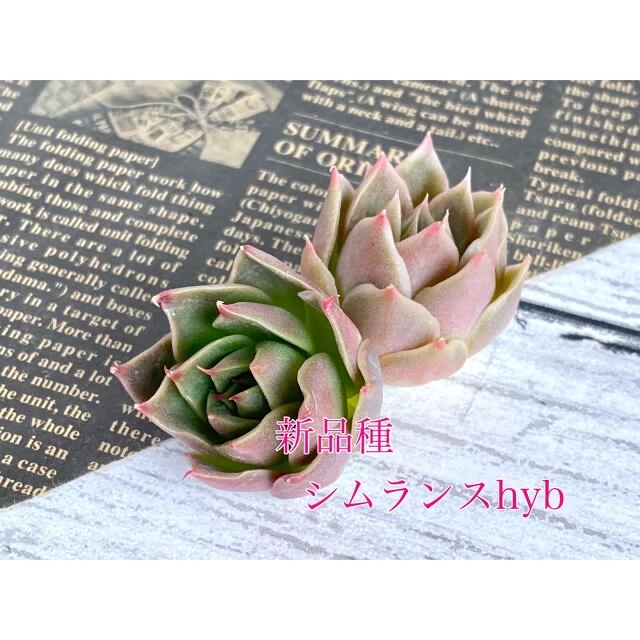 新品種 韓国苗 6種セット 多肉植物