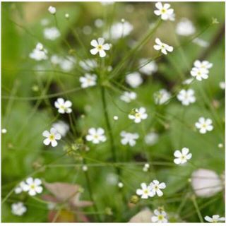 採取したて　珍しいお花の種　アンドロサセ　スターダスト  100粒(その他)