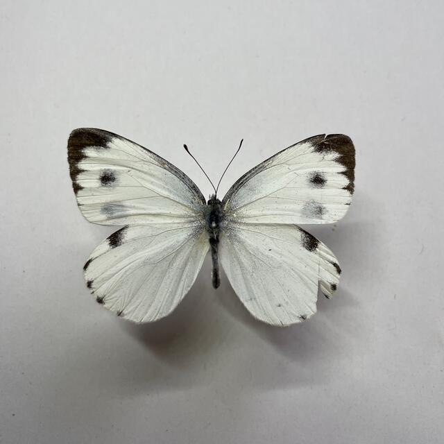 タイワンモンシロチョウ 蝶 標本の通販 by 標本箱|ラクマ タイワンモンシロチョウ 蝶 標本の通販 by 標本箱|ラクマ
