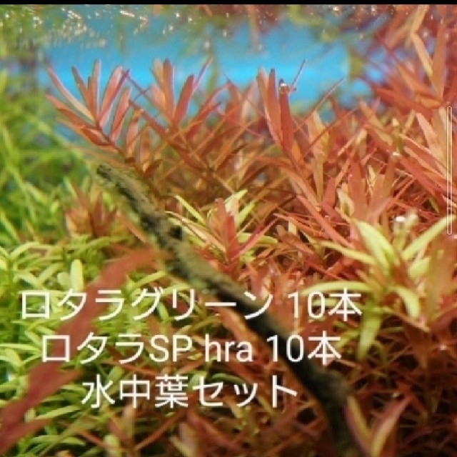 ロタラsp 10本セット - 水草