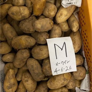 新じゃがいも メークイン3キロ Mサイズ 有機栽培 無農薬栽培(野菜)