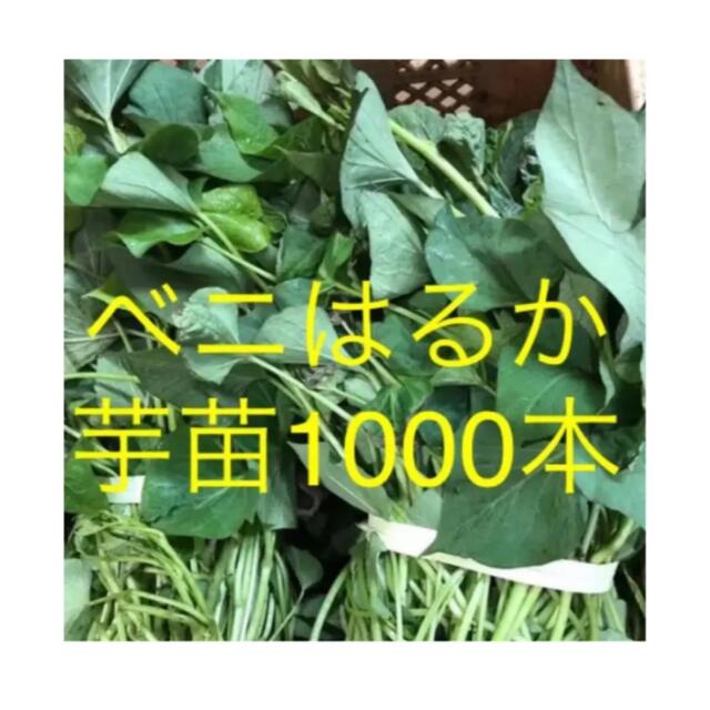 ベニはるか芋苗1000本 食品/飲料/酒の食品(野菜)の商品写真