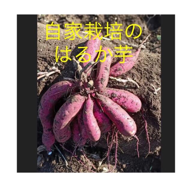 ベニはるか芋苗1000本 食品/飲料/酒の食品(野菜)の商品写真