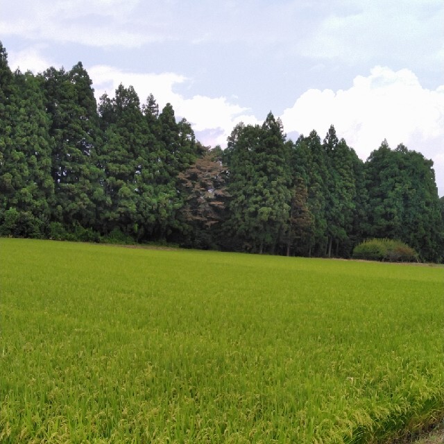 令和3年産栃木県特一等米コシヒカリ30キロ玄米無農薬にて作ったお米です、のサムネイル