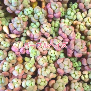 多肉植物   セダム   ＊パープルヘイズ＊    カット苗(その他)