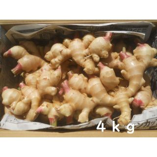 高知産　堀たて発送新生姜　約４Kｇ　　北海道沖縄発送不可(野菜)