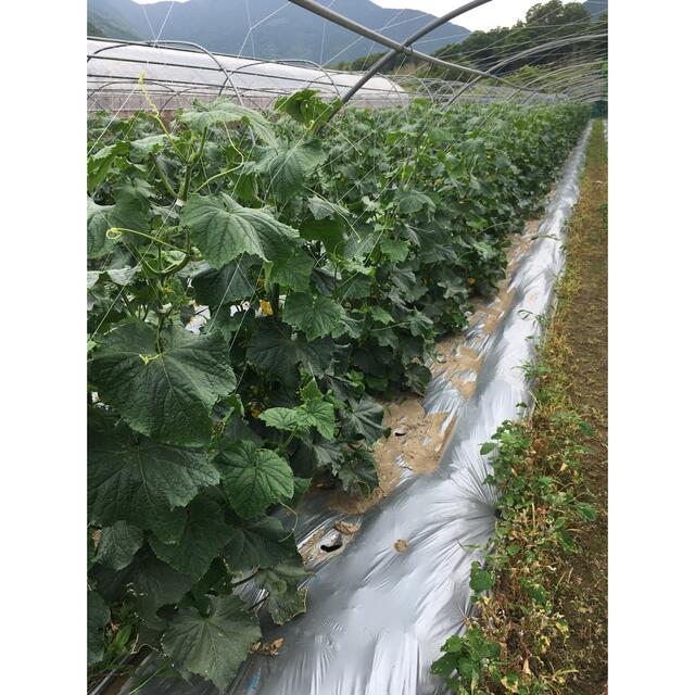 愛媛県産　規格外きゅうり 食品/飲料/酒の食品(野菜)の商品写真