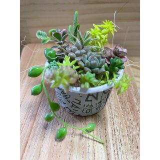 多肉植物♡寄せ植えセット12種以上(その他)