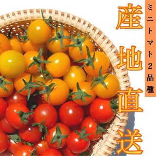 ミニトマト 2kg  [農学博士のDr.トマト] 採れたて☘️青森県産 産地直送(野菜)