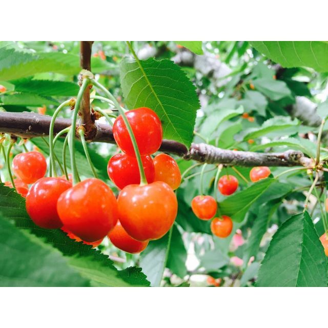 ????さくらんぼ???? 佐藤錦 3kg(1kg×3箱)【訳あり】産地直送! 2