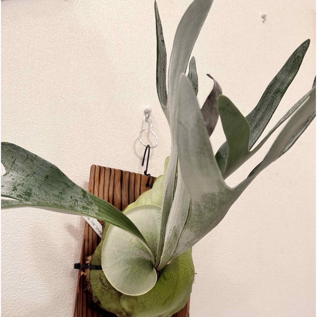 P.Tonkla DW 'Shine Gloria' ビカクシダの通販 by tk_plants|ラクマ P.Tonkla DW 'Shine Gloria' ビカクシダの通販 by tk_plants|ラクマ