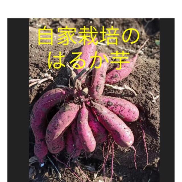 ベニはるか芋苗1000本 食品/飲料/酒の食品(野菜)の商品写真