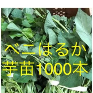 ベニはるか芋苗1000本(野菜)