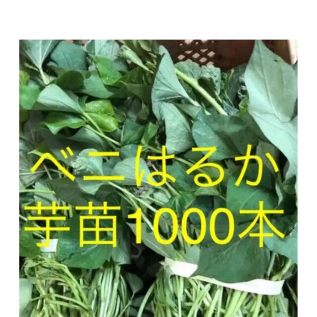 ベニはるか芋苗1000本 食品/飲料/酒の食品(野菜)の商品写真