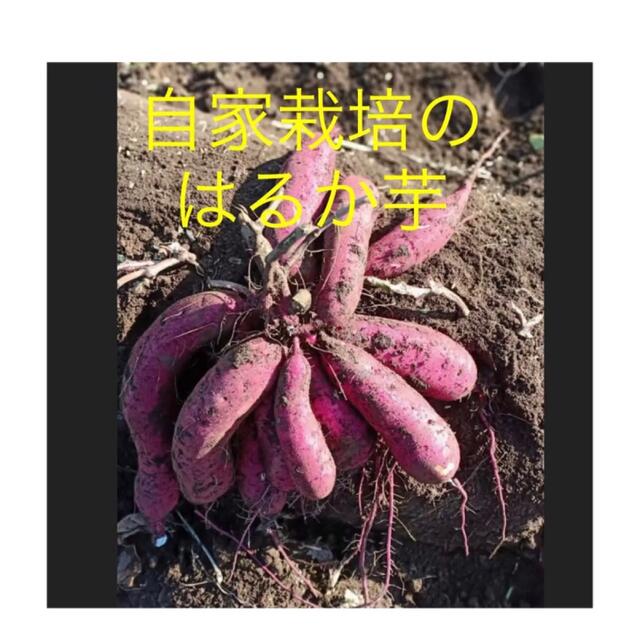 ベニはるか芋苗1000本の通販 by 大地農園's shop｜ラクマ