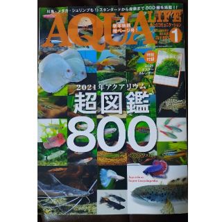 月刊 AQUA LIFE (アクアライフ) 2021年 01月号(その他)