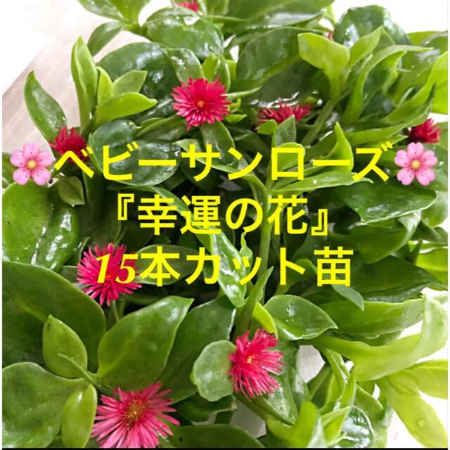 多肉植物　ベビーサンローズ『幸運の花』１５本カット苗　初心者向け ハンドメイドのフラワー/ガーデン(その他)の商品写真