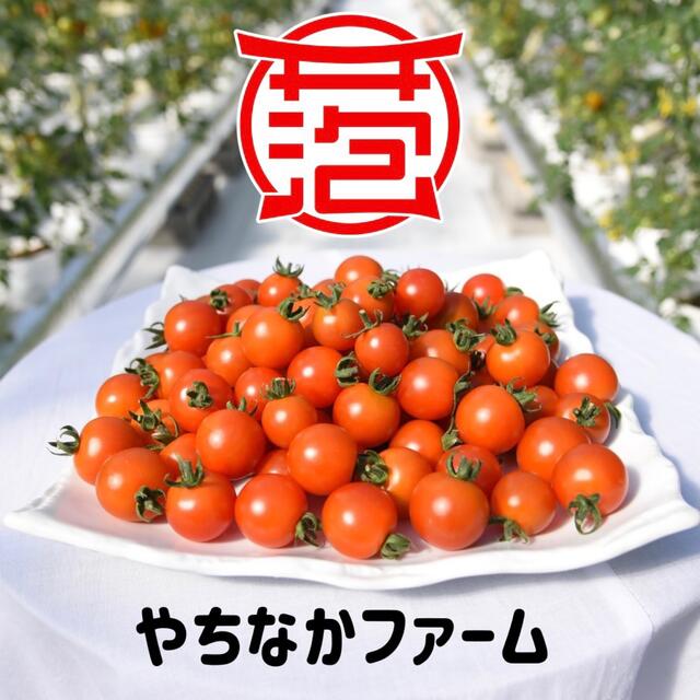 イエローミミ 3k【クール便】採れたて直送☘️ 青森県産 お子様にも◎ 食品/飲料/酒の食品(野菜)の商品写真