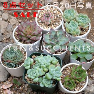 8点セットSALE　多肉植物　観葉植物 写真の苗発送(その他)