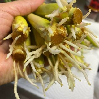 紫レモングラス苗３本最高の香り(野菜)