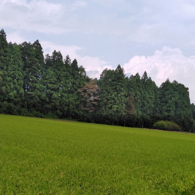 新米令和3年産栃木県特一等米コシヒカリ玄米5キロ無農薬にて作り上げているお米で