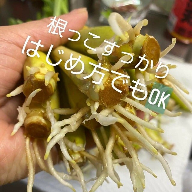 紫レモングラス苗３本最高の香り 食品/飲料/酒の食品(野菜)の商品写真