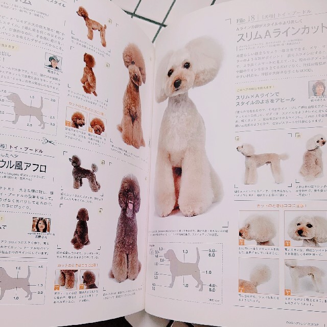 Ｄｏｇヘアアレンジカタログ 愛され犬の最旬ヘア厳選８５スタイル大公開！ エンタメ/ホビーの本(住まい/暮らし/子育て)の商品写真