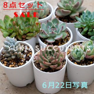 8点セットSALE　多肉植物　観葉植物 写真の苗発送(その他)