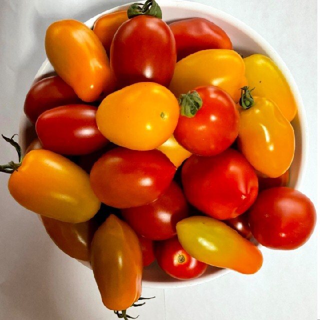 1.3キロ ミニトマト  20種類以上のカラフルバラエテミックス 減農薬栽培 食品/飲料/酒の食品(野菜)の商品写真