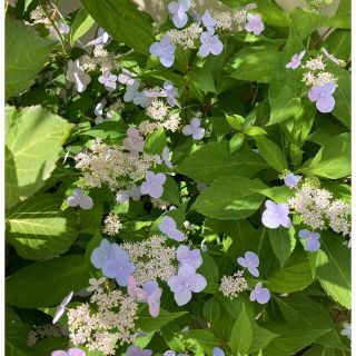 山紫陽花　瀬戸の月　挿し穂３本　おまけ付き(その他)