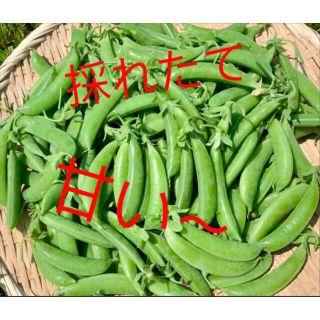 無農薬スナップエンドウ(野菜)