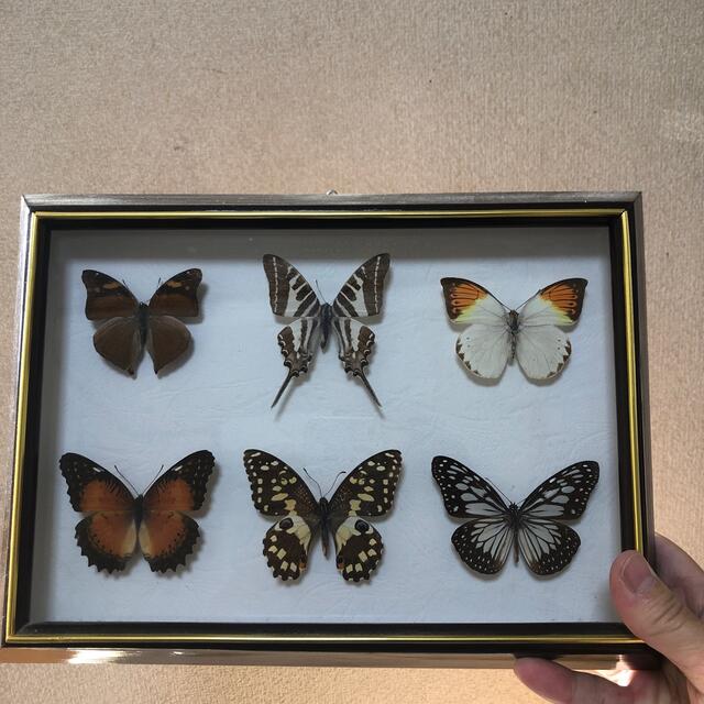 蝶　標本　外国　長期保存