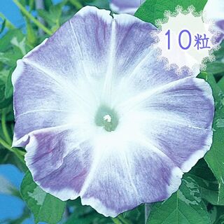 １０粒◆種 朝顔 暁の露 絞り咲き 大輪 斑入り葉 夏の花(その他)