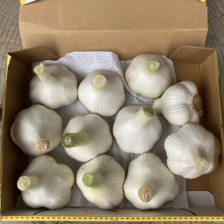 福地ホワイト六片種　生ニンニク　Lサイズ(野菜)